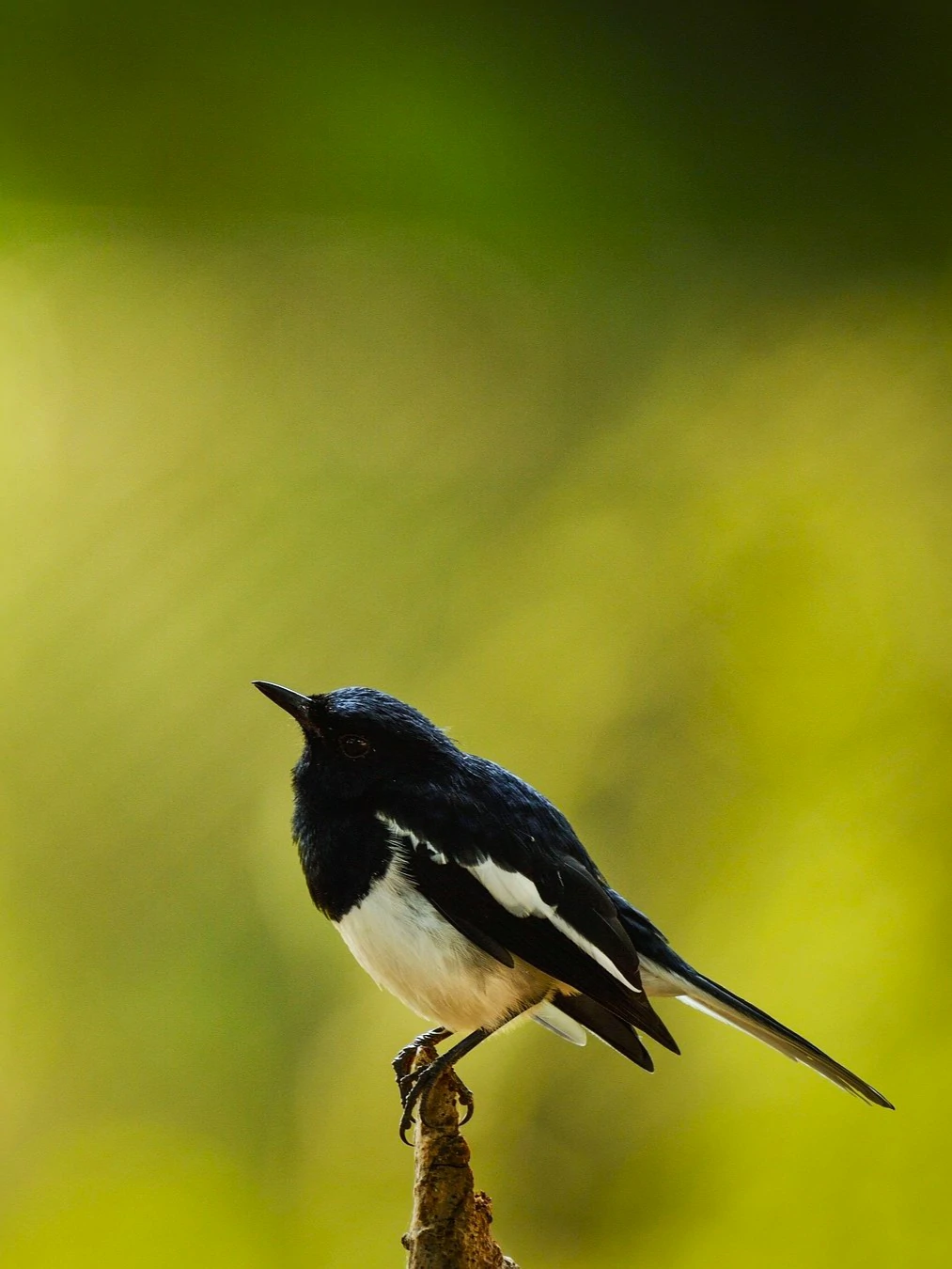 Colorful peacock displaying feathers in Udawalawa - JasperWild
