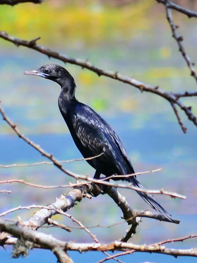 Rare endemic bird species spotted on Sri Lanka wildlife tour