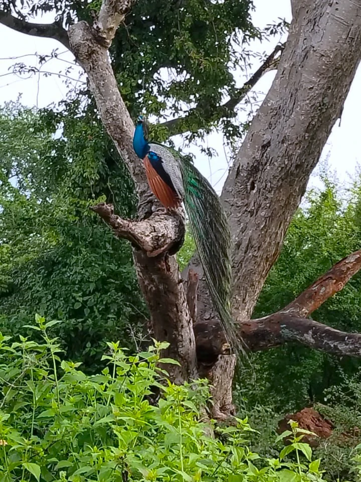 Crested serpent eagle perched on a tree in Udawalawa