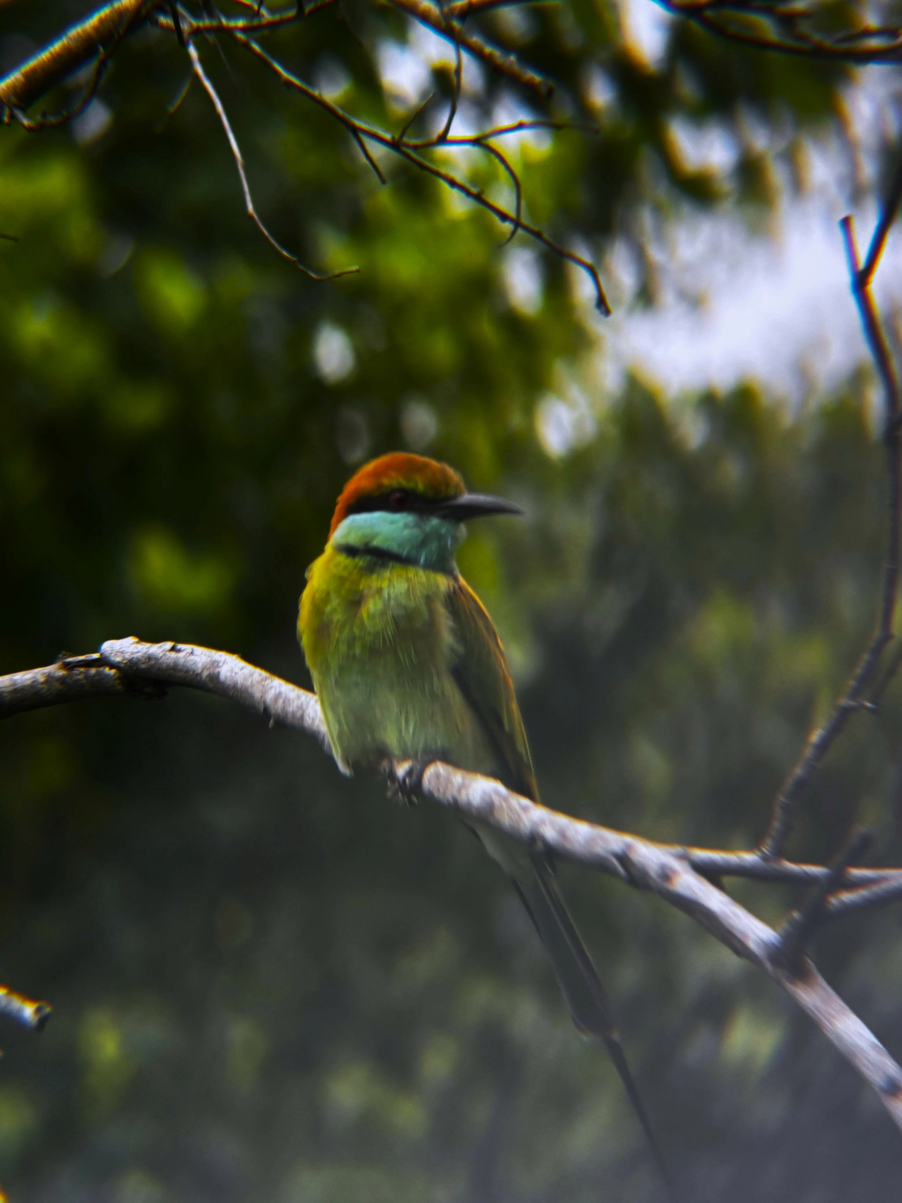 Vibrant kingfisher waiting for prey near Udawalawa lake