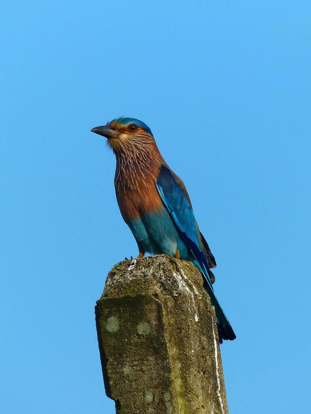 Flock of migratory birds in the wetlands of Udawalawa