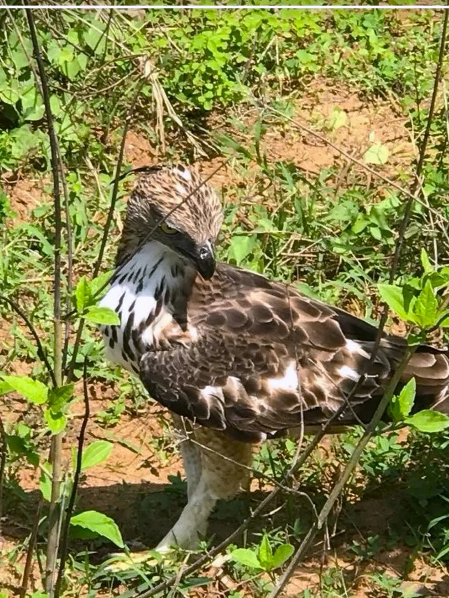 Exotic tropical bird photography during JasperWild bird watching safari
