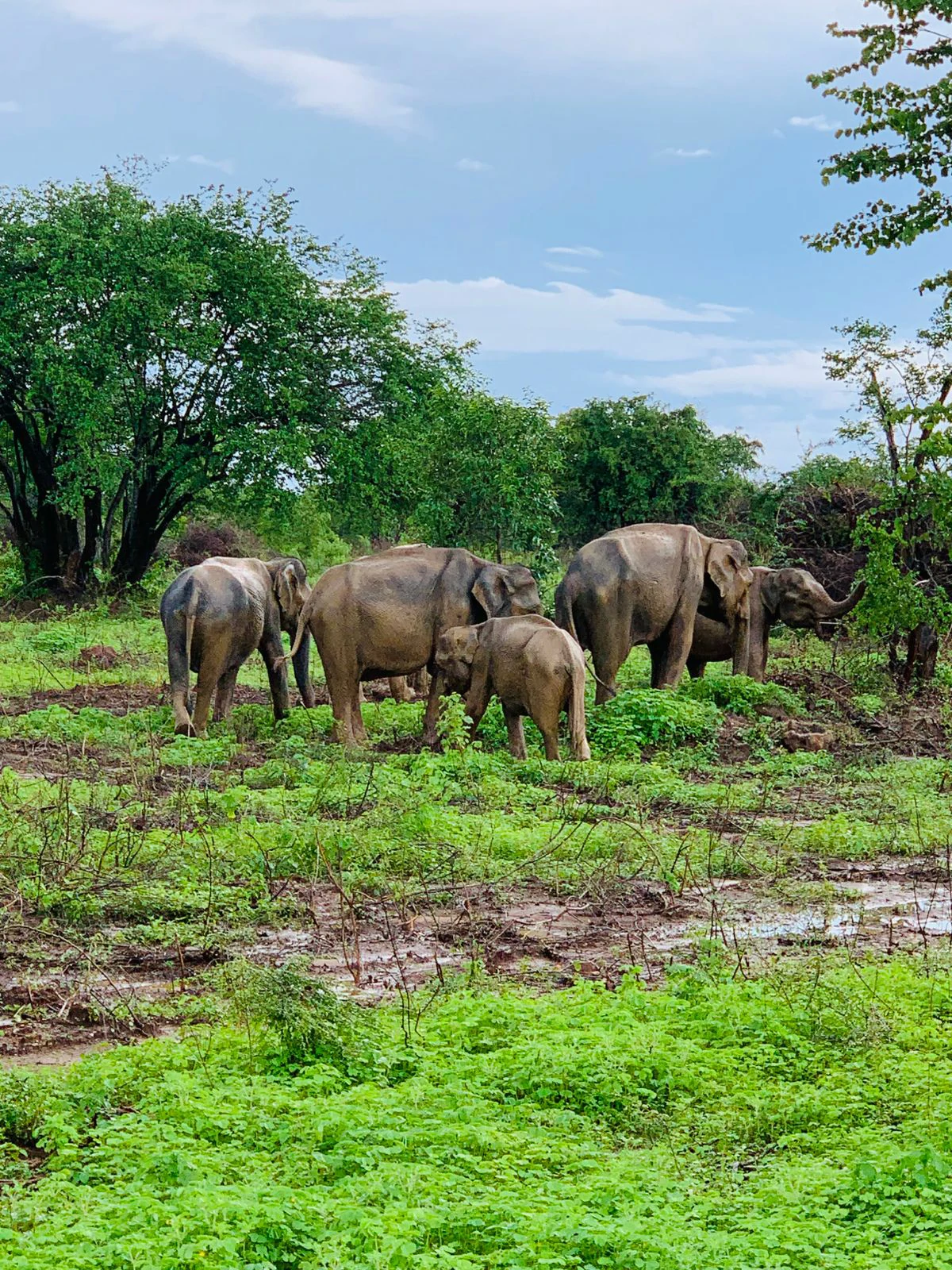 Majestic elephant herd roaming in Udawalawa National Park with JasperWild