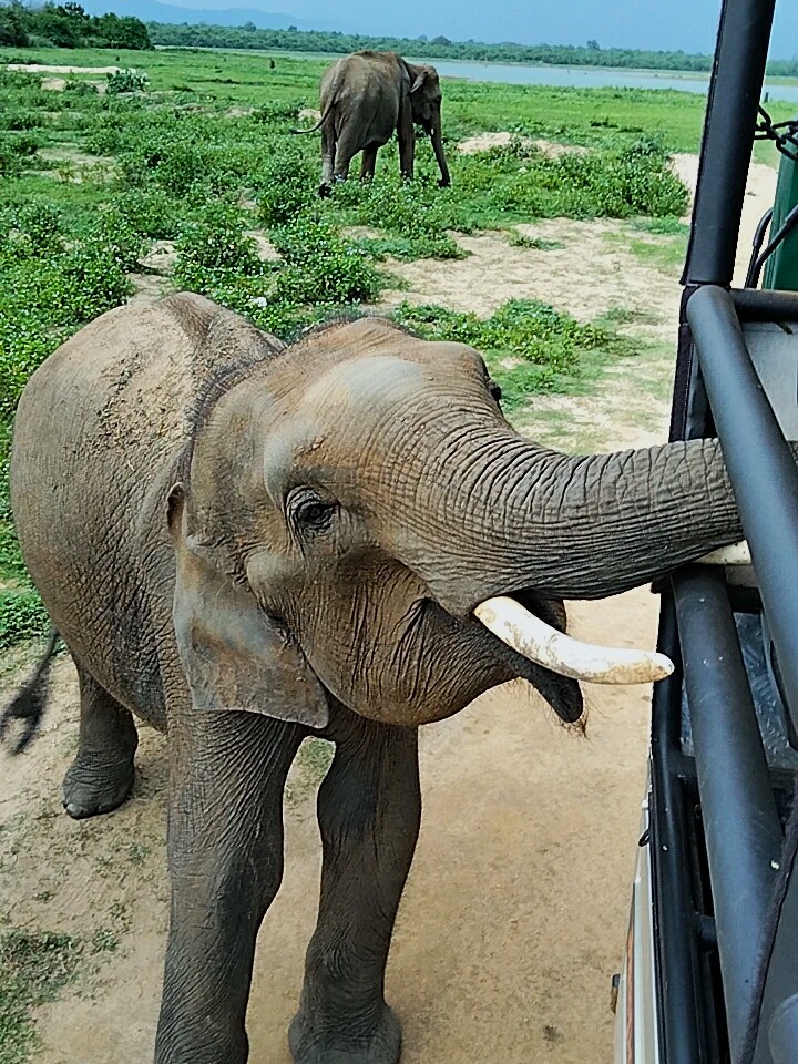 Close-up of a Sri Lankan elephant during JasperWild safari tour