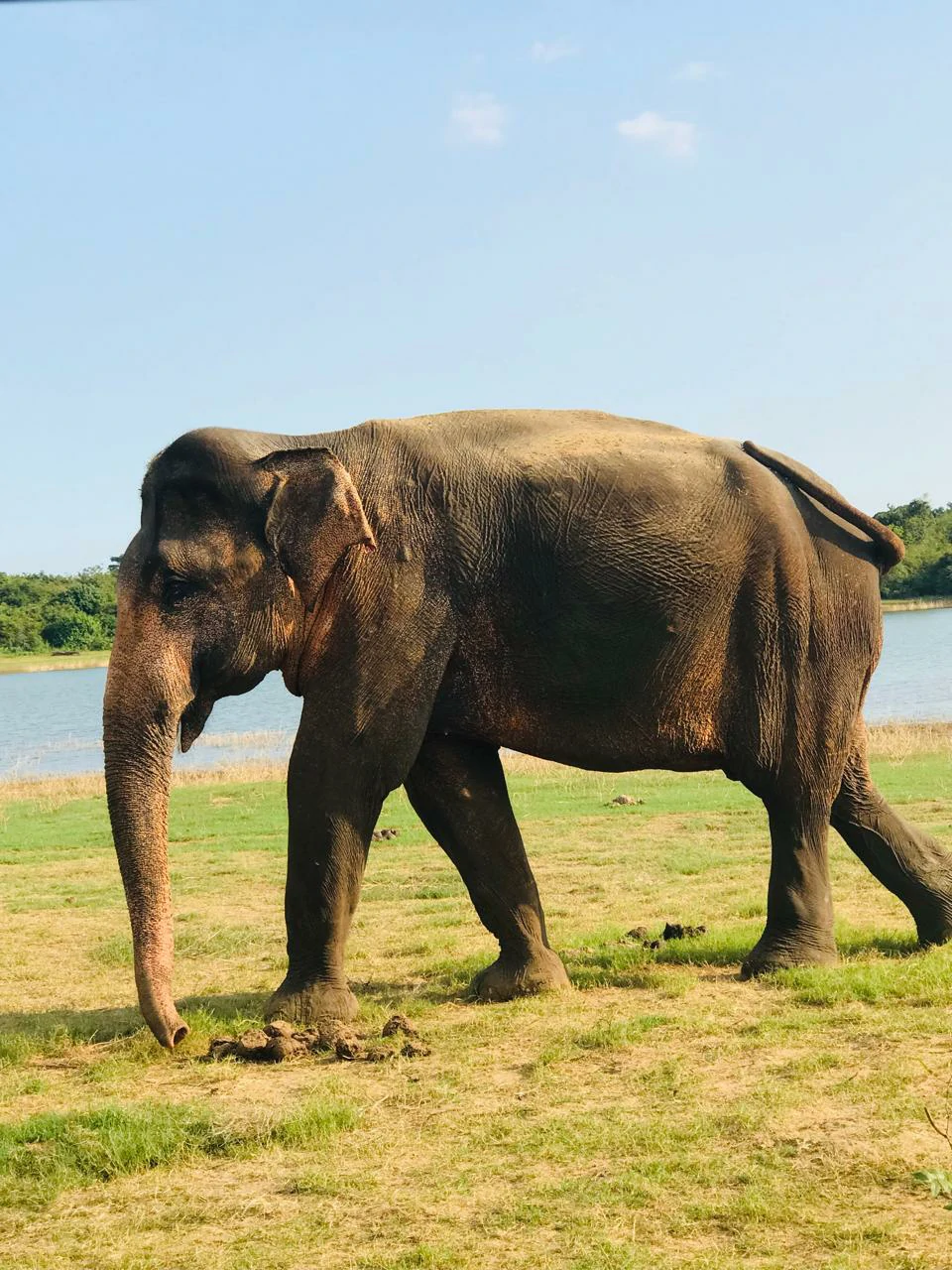 Baby elephant playing with mother in Udawalawa wildlife sanctuary