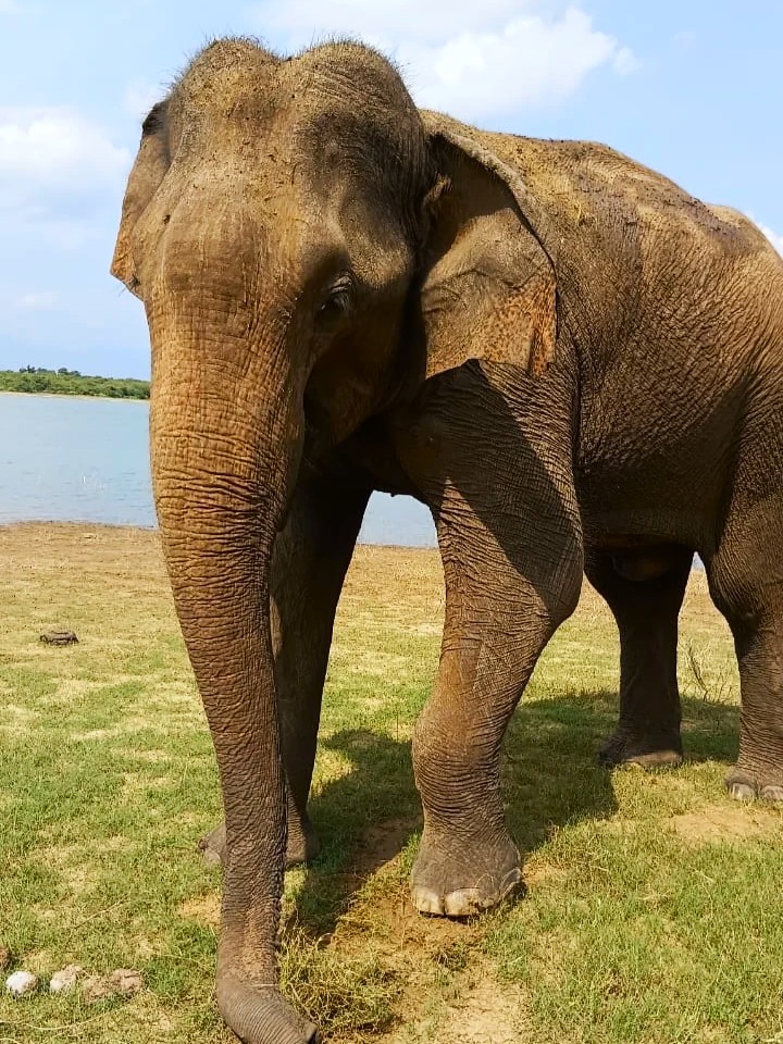 Large tusker elephant spotted on a JasperWild safari adventure