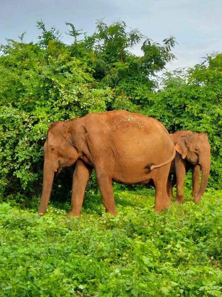 Elephants gathering near the lake in Udawalawa at sunset