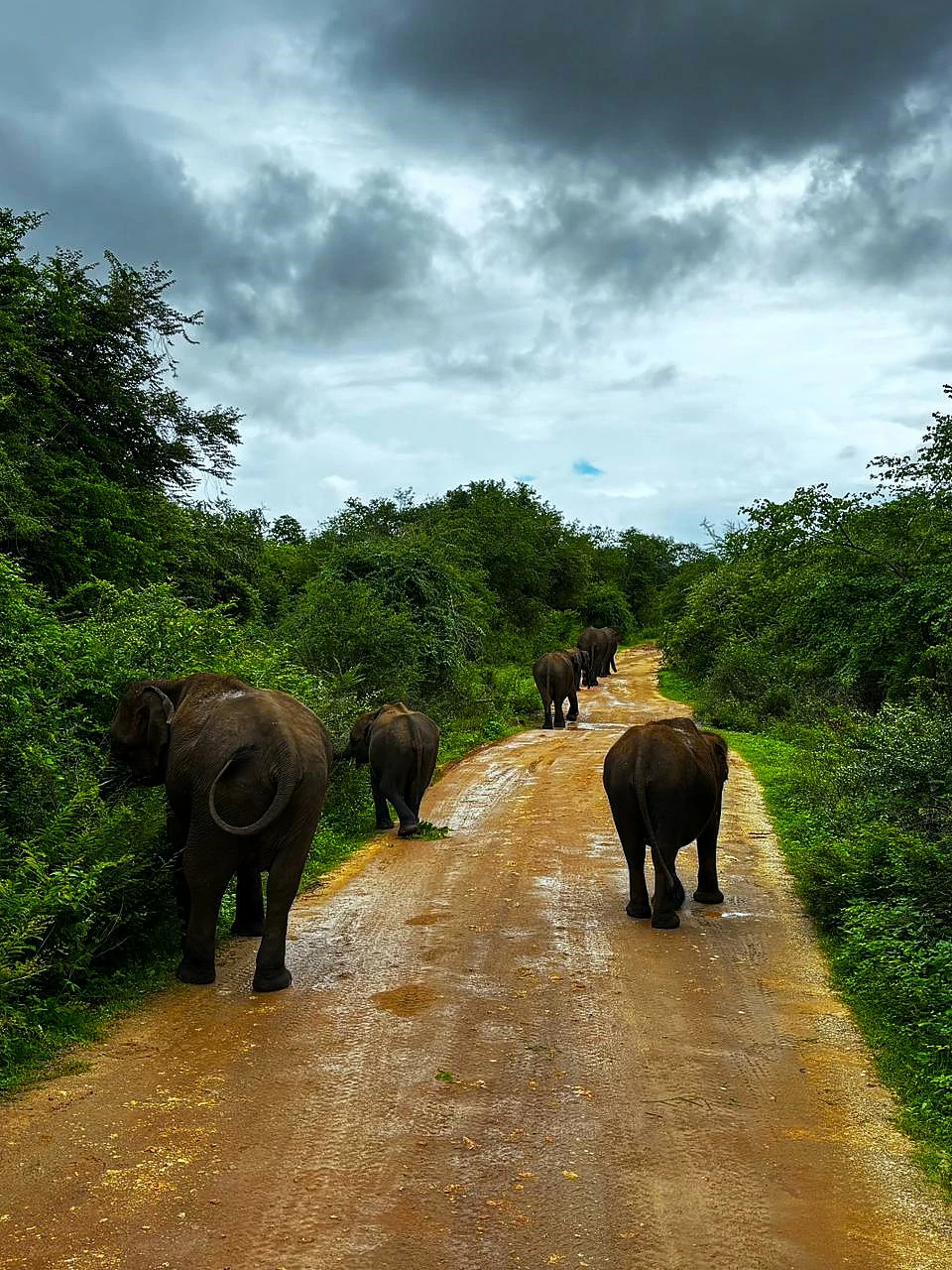 Wild Sri Lankan elephants crossing the road in Udawalawa Park