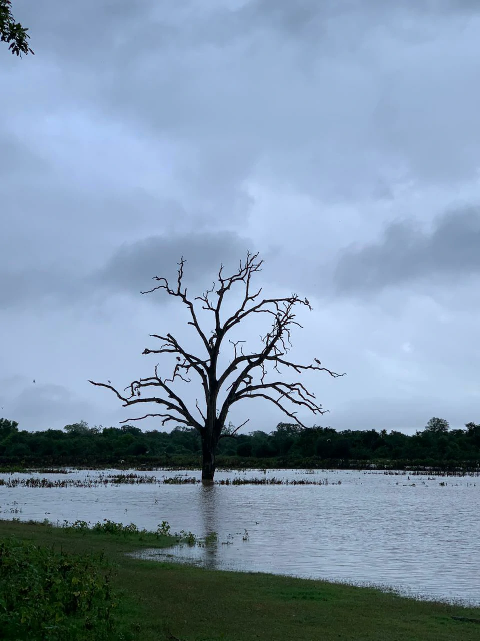 Beautiful nature trail path inside Udawalawa National Park
