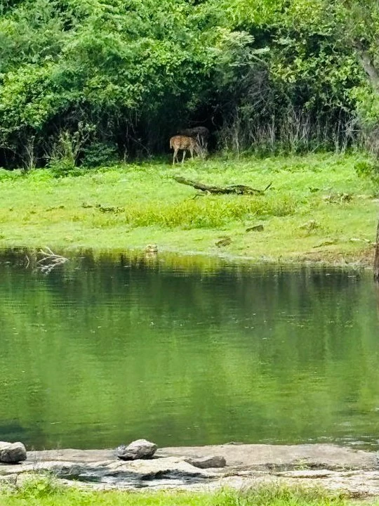 Golden hour landscape view during a JasperWild evening safari