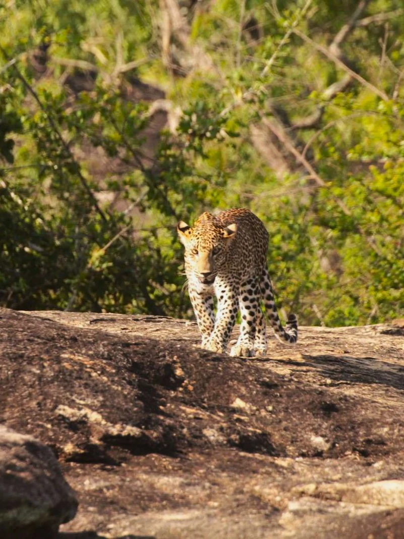 Sri Lankan Spotted deer grazing in the Udawalawa grasslands