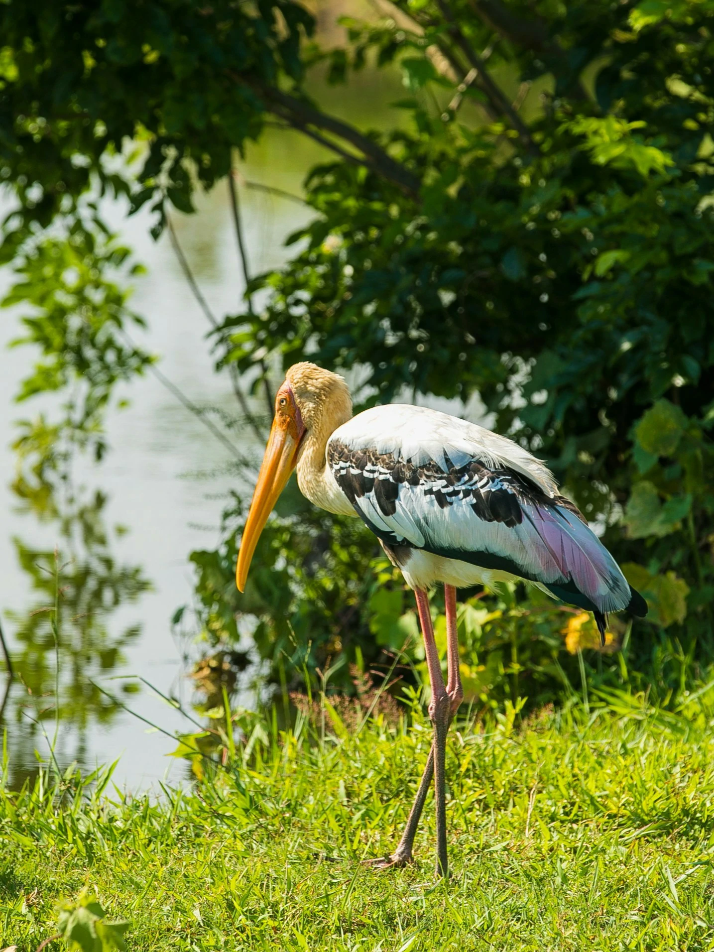 Rare sighting of a Sri Lankan leopard during JasperWild safari