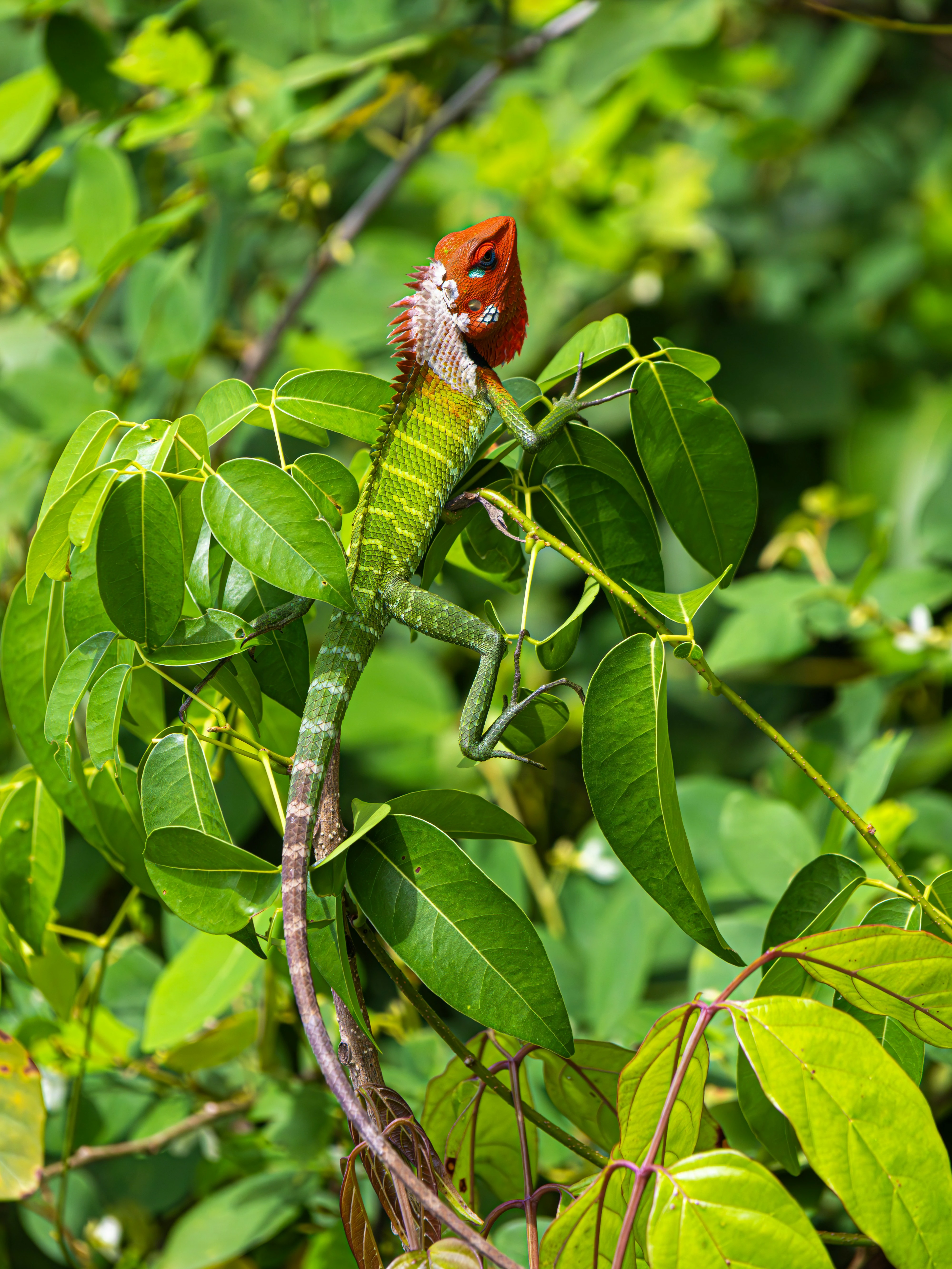 Wild water buffalo cooling off in a muddy pond at Udawalawa