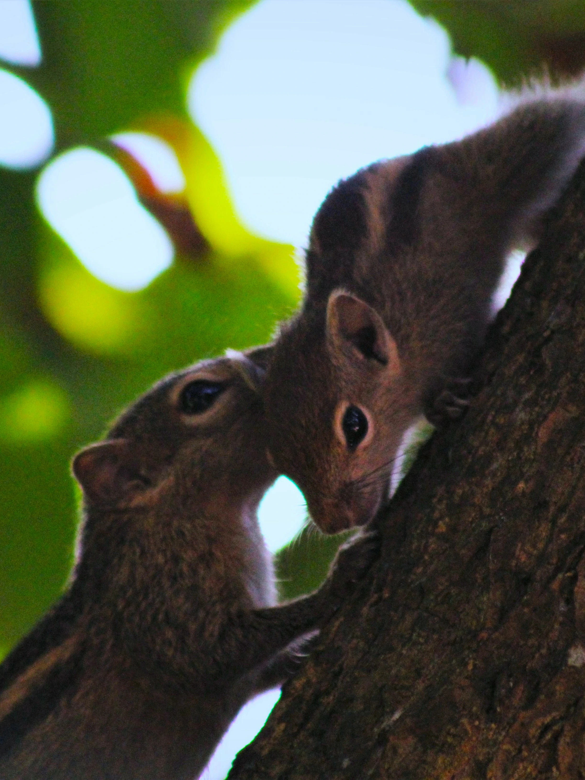 Wild boar family foraging in the Udawalawa National Park